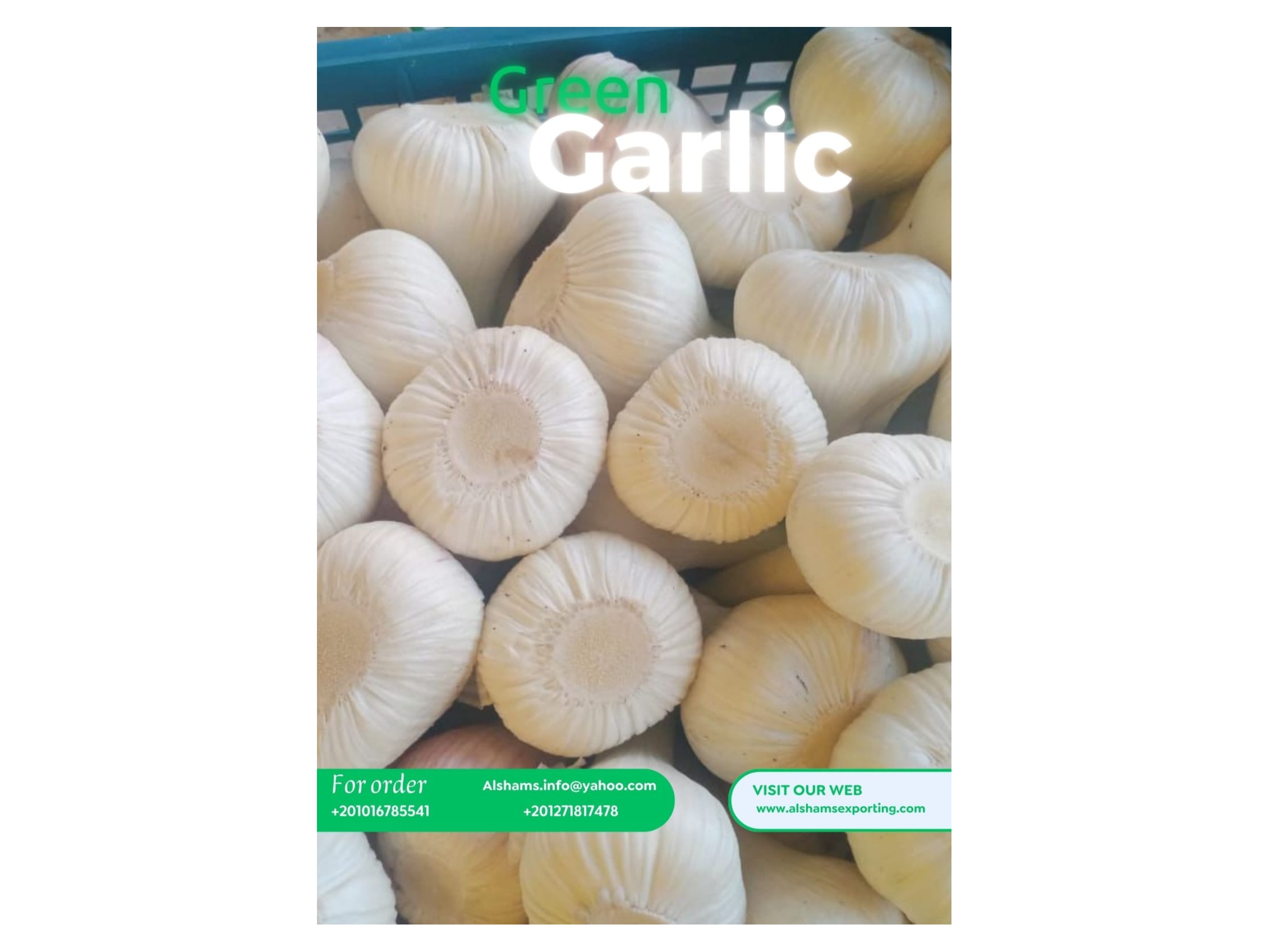 Fresh Egyptian Green Garlic 2