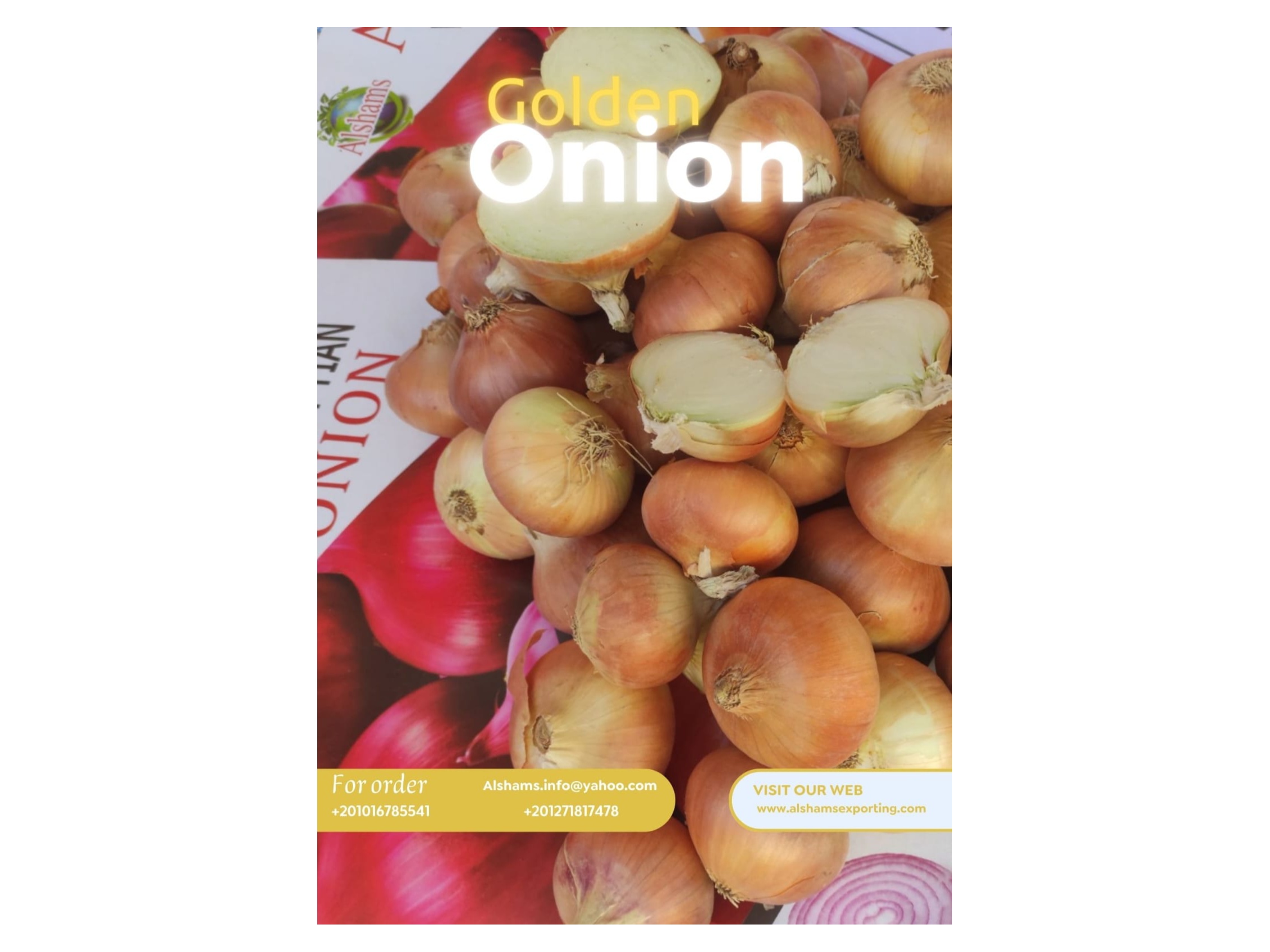 Premium Egyptian Golden Onions 1