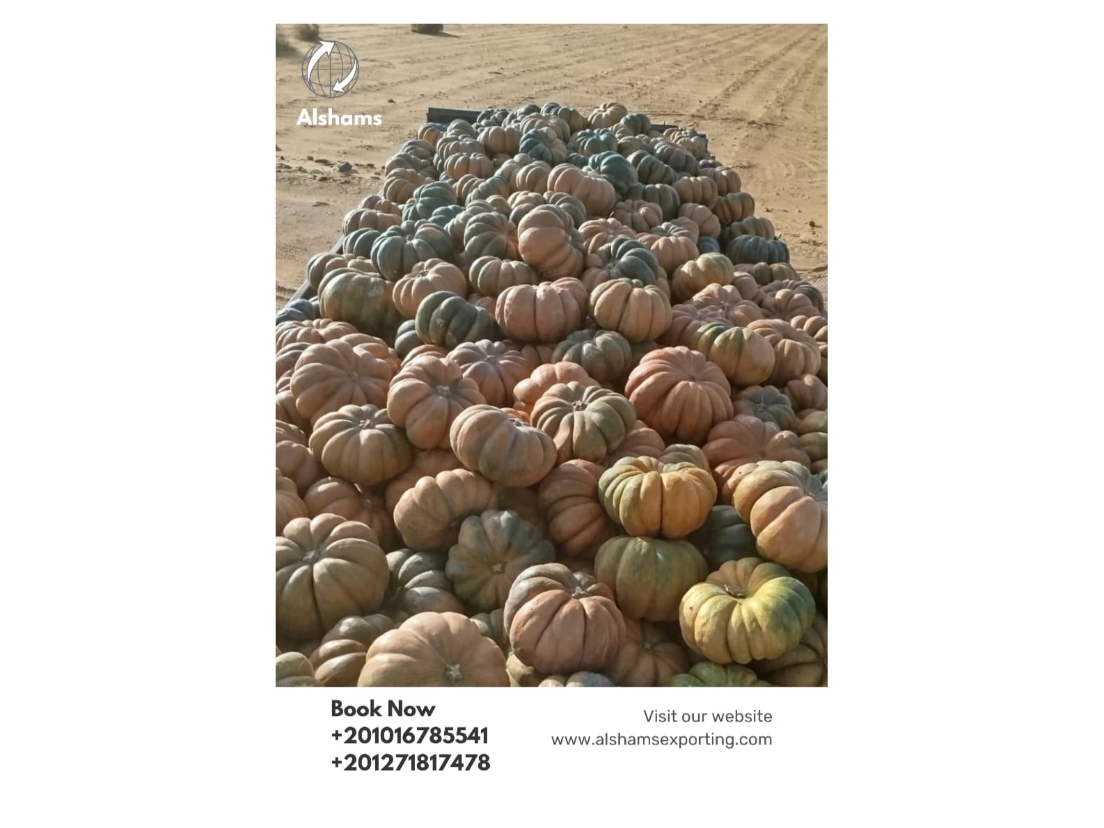 Premium Pumpkins Ready for Export!