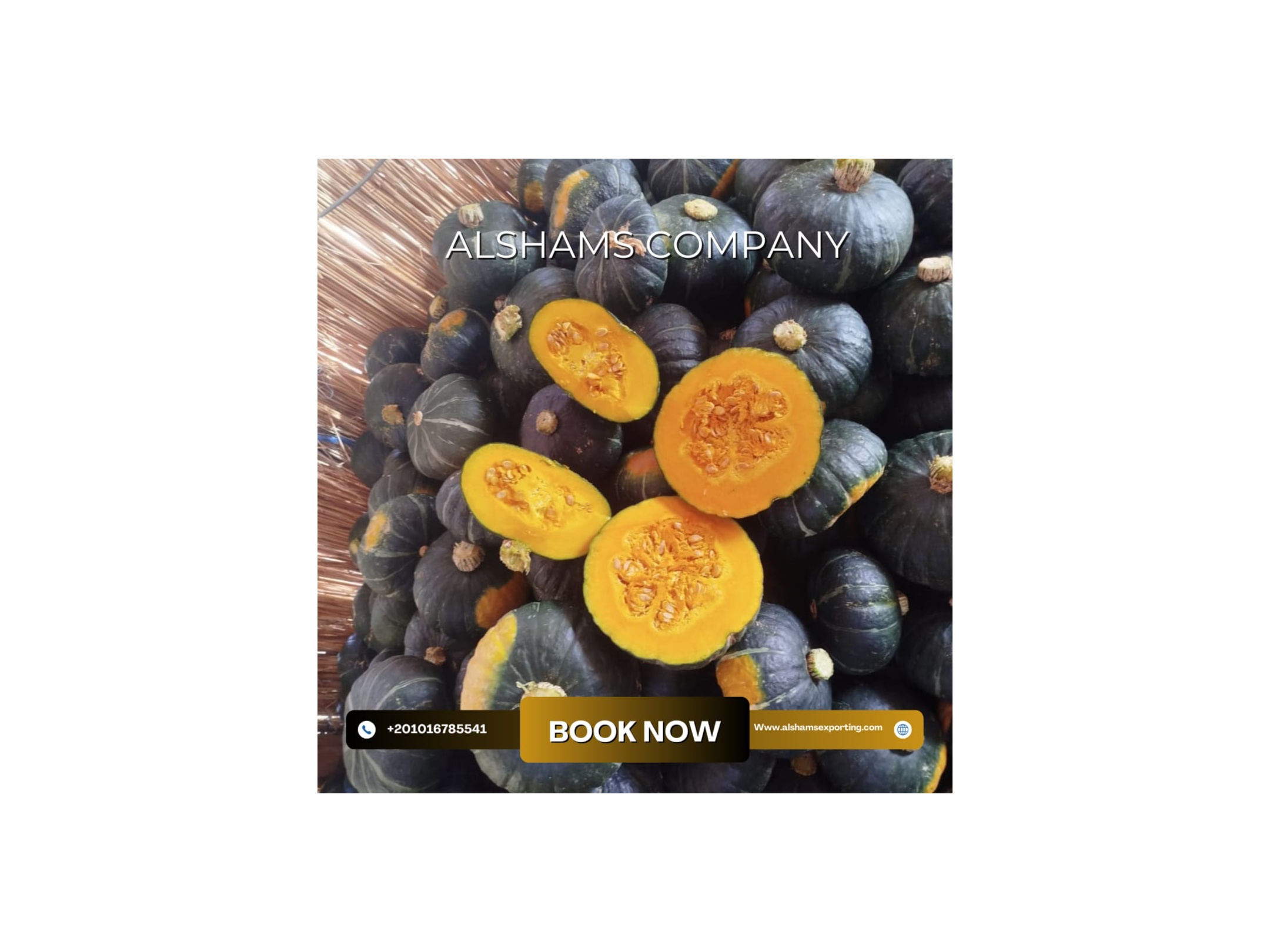 Premium Pumpkins Ready for Export! 2