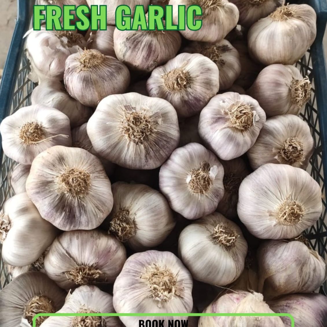 fresh garlic 2