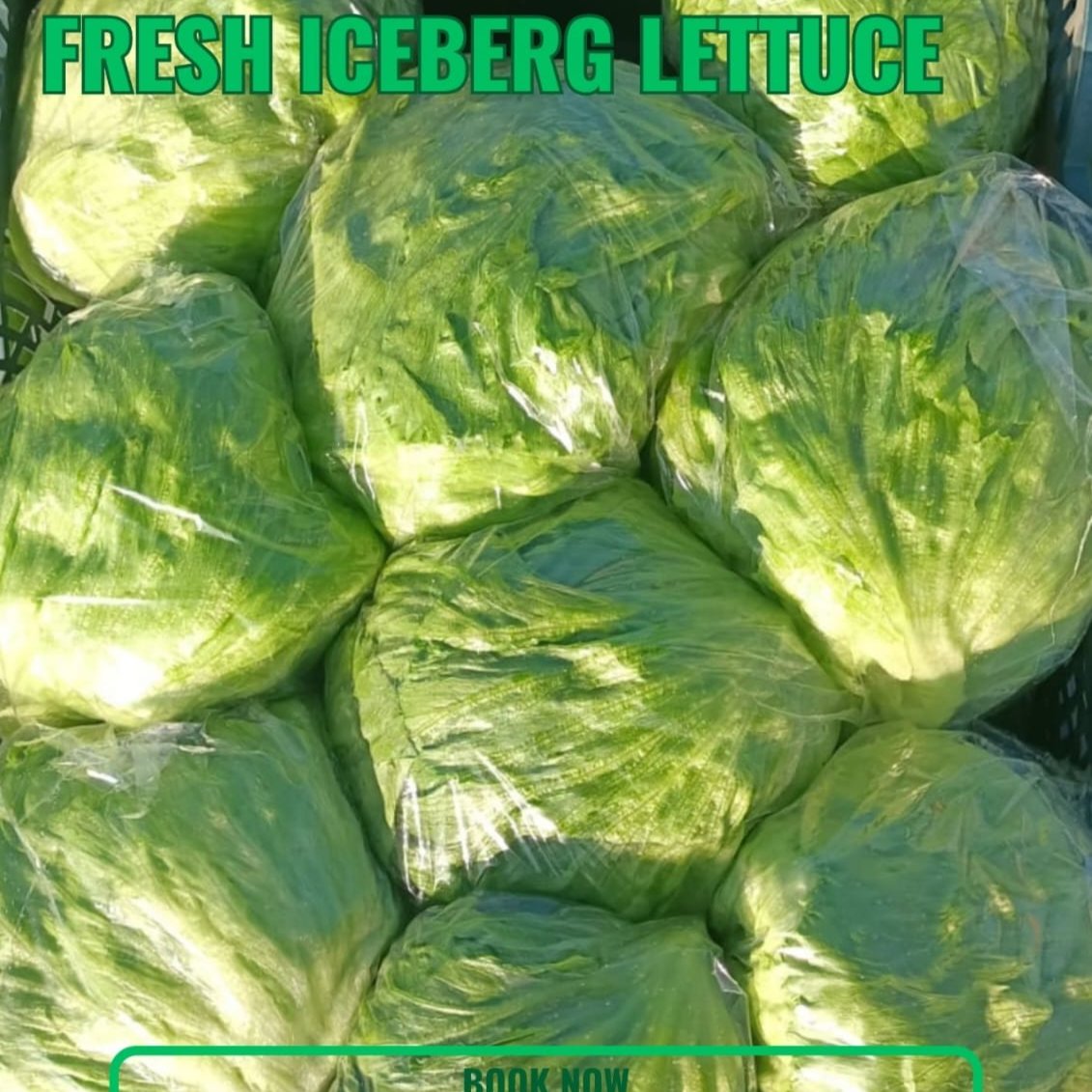 fresh iceberg lettuce 1