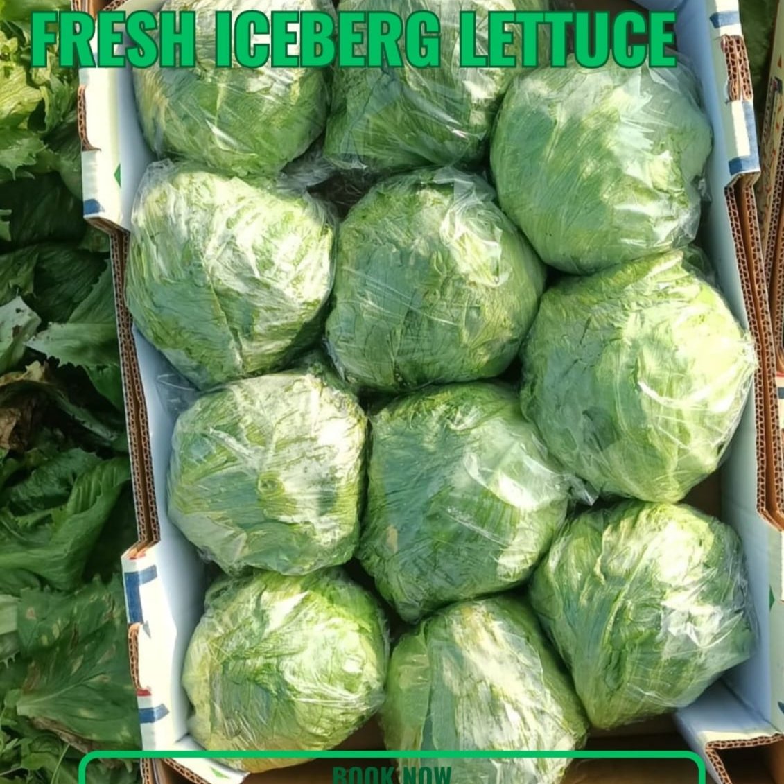 fresh iceberg lettuce 2