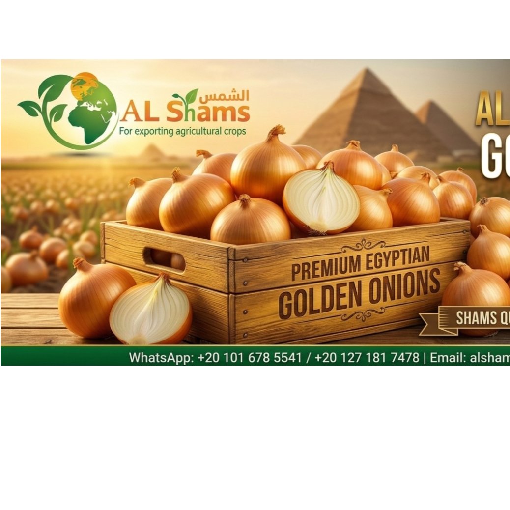  Premium Egyptian Golden Onions 1