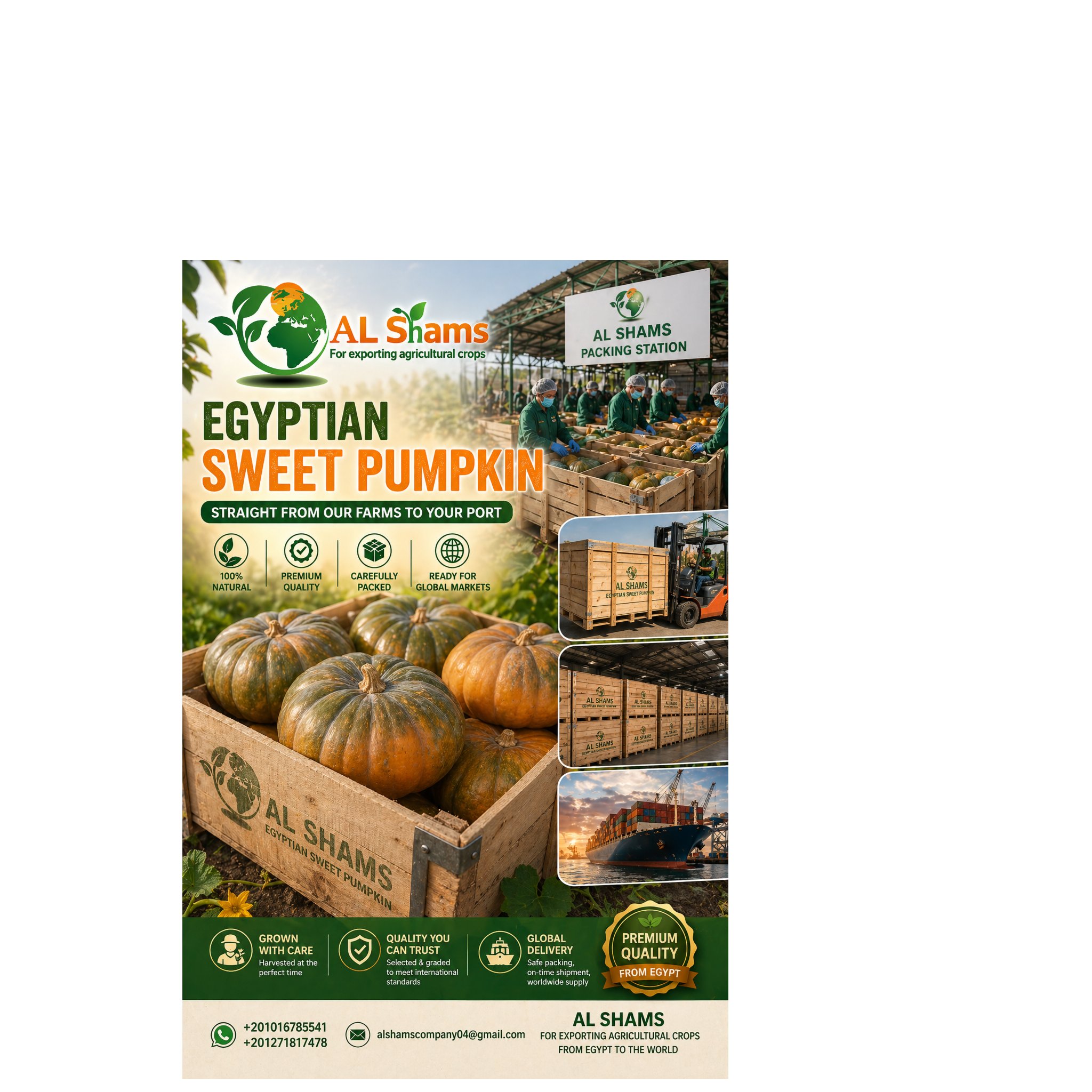 Premium Pumpkins Ready for Export!  1