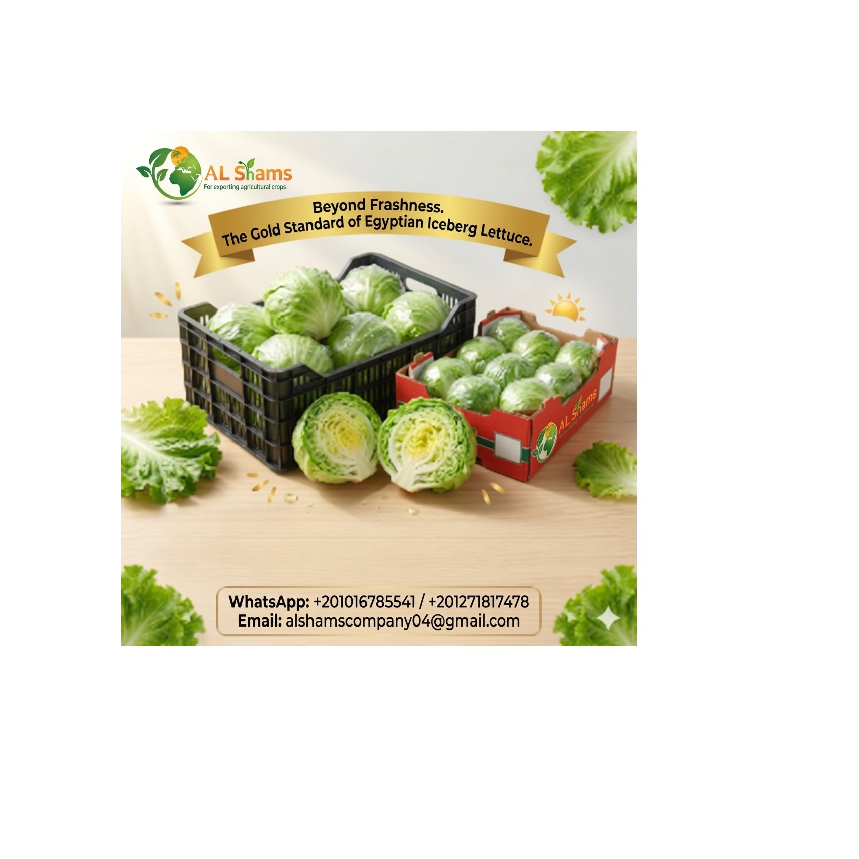 fresh iceberg lettuce 1