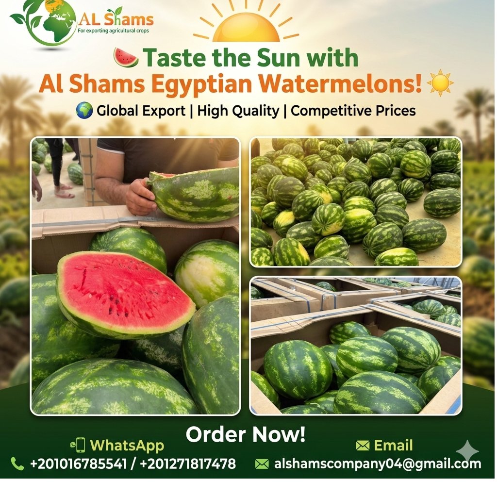 Egyptian  watermelon 1