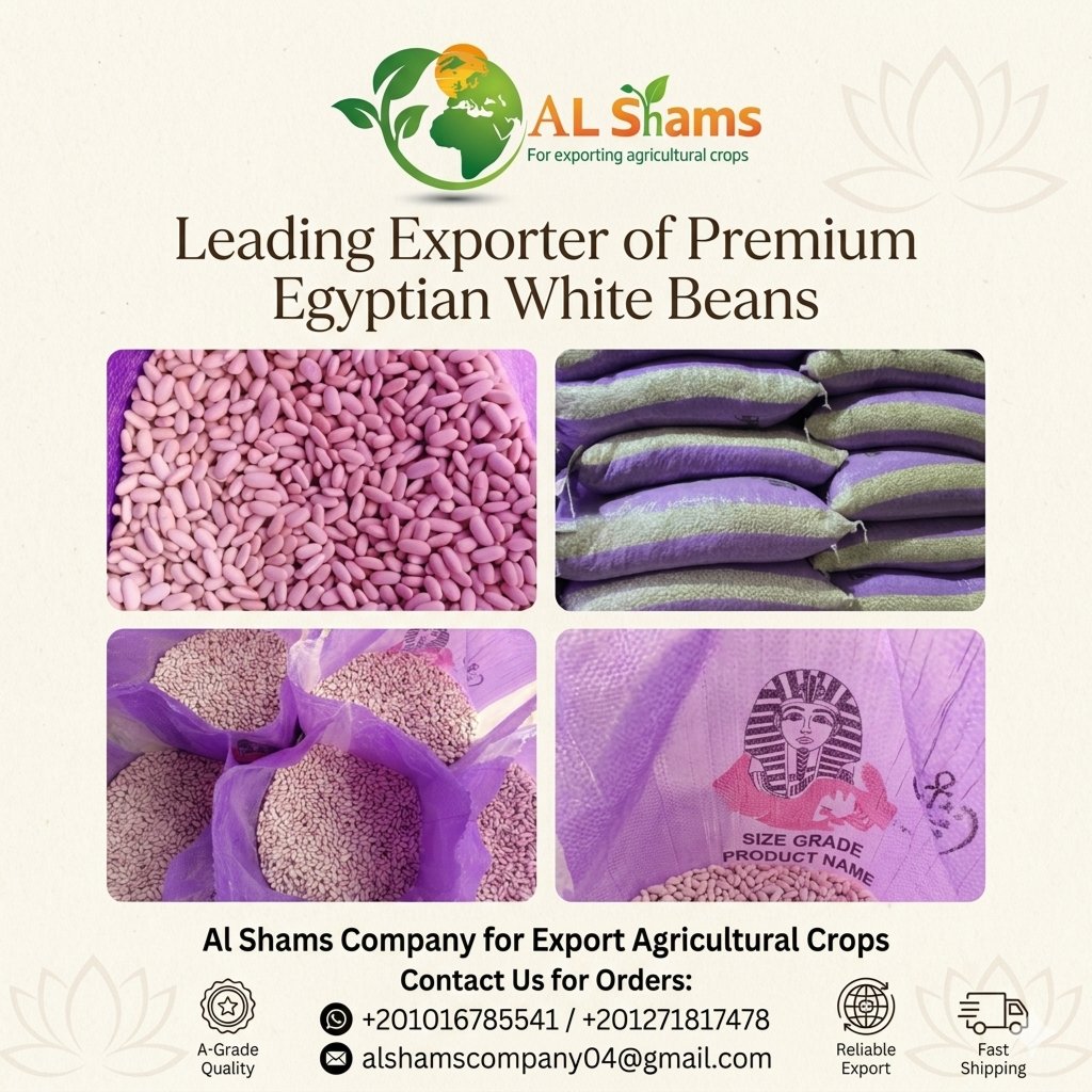 white beans 1