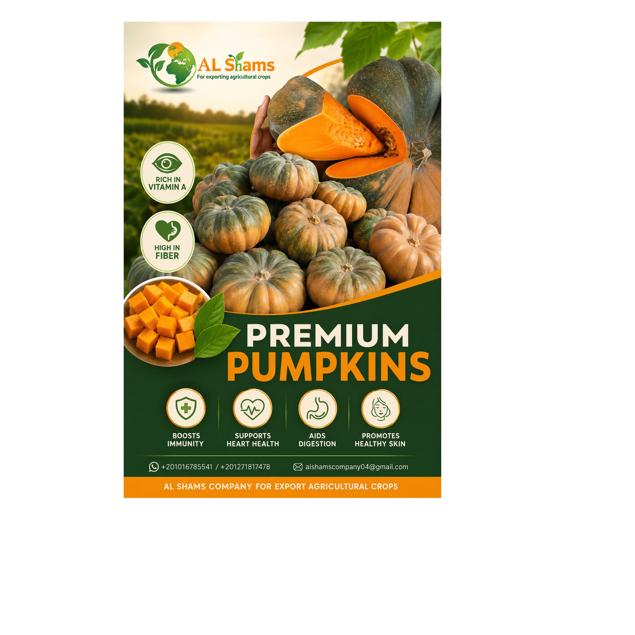 Premium Pumpkins Ready for Export! 1