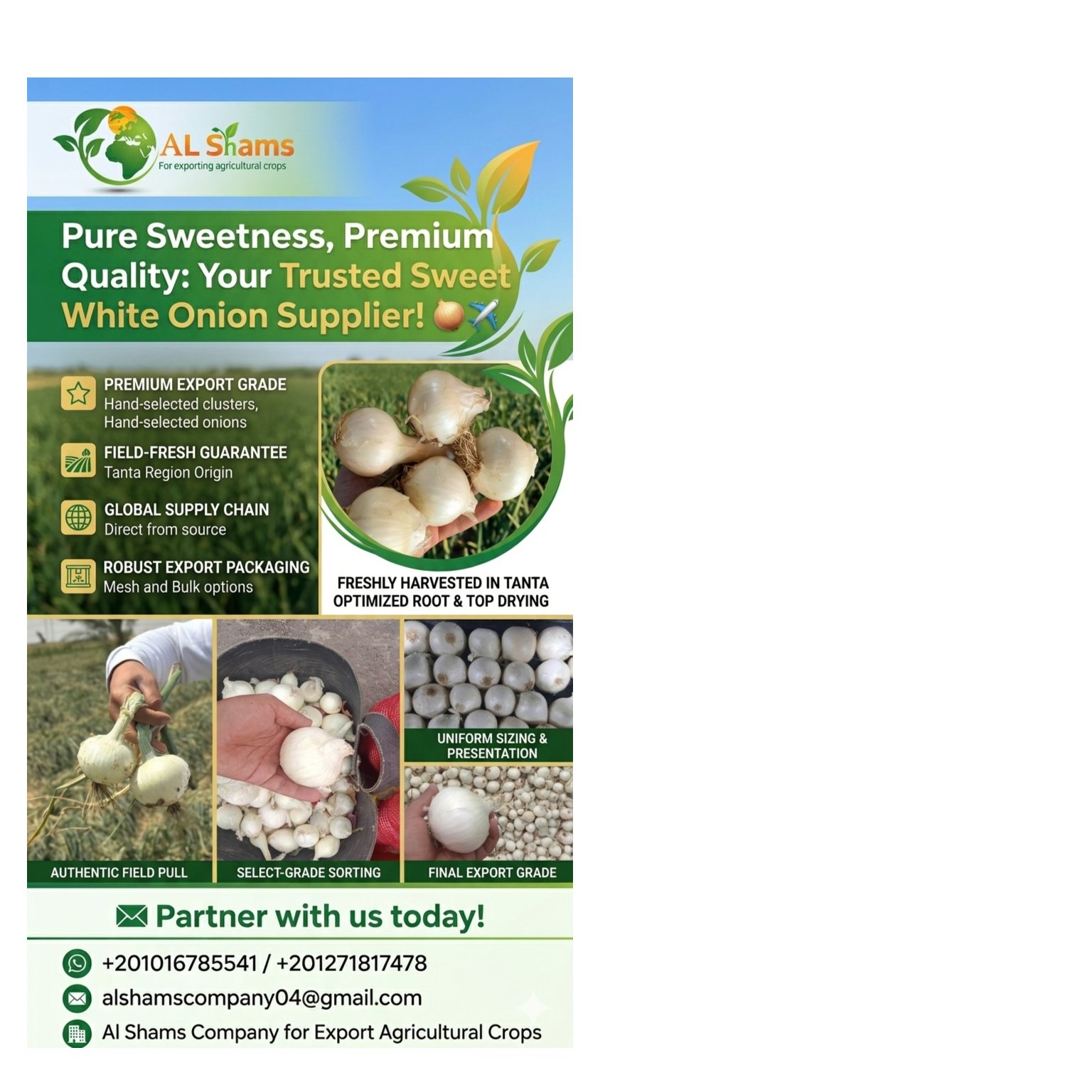  Premium Egyptian white Onions 1