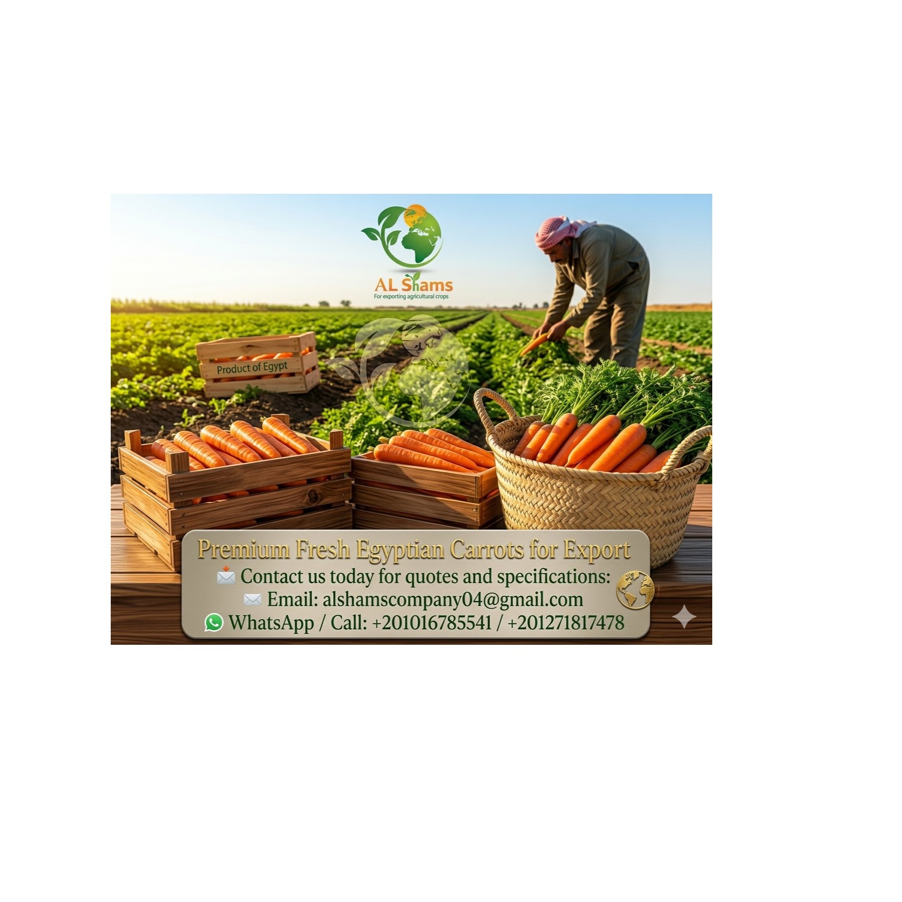 fresh carrot  1