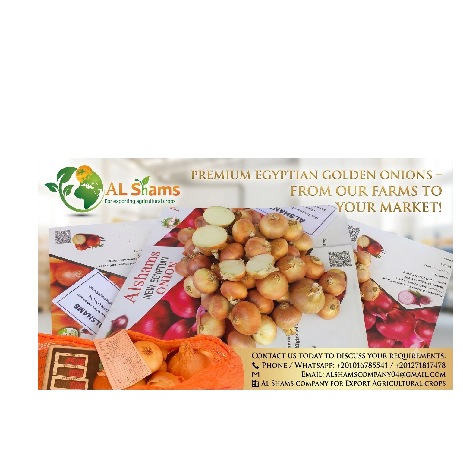 Fresh golden onion for Export 1