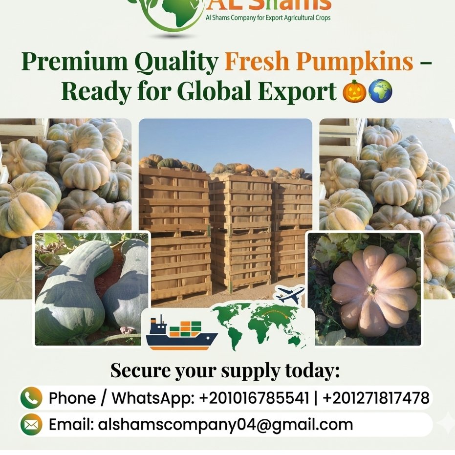 Premium Pumpkins Ready for Export! 1