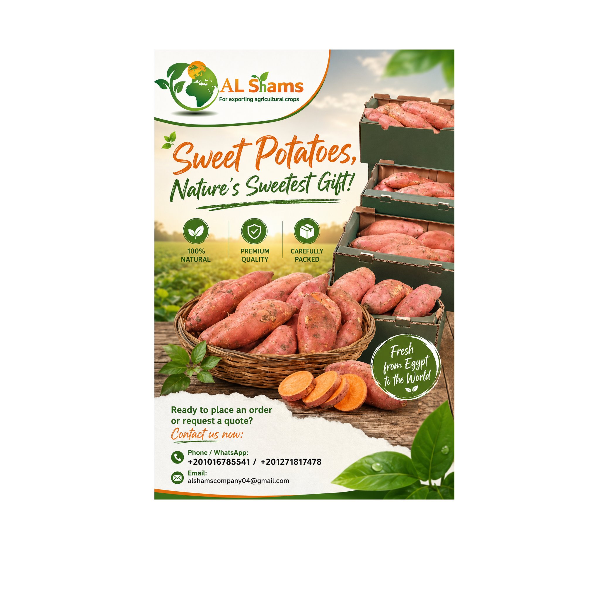  Egyptian Sweet Potatoes 1