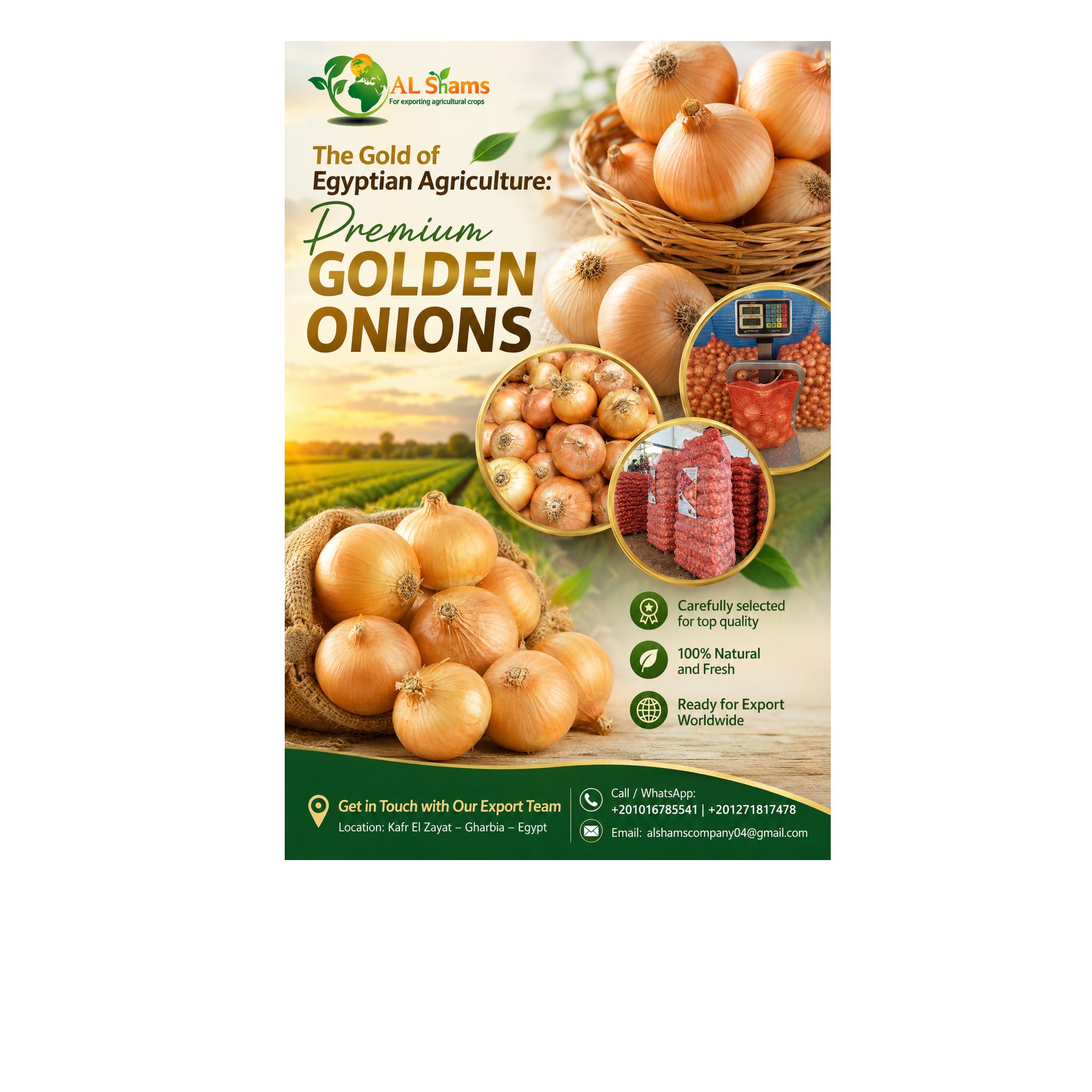 Premium Egyptian Golden Onions 1