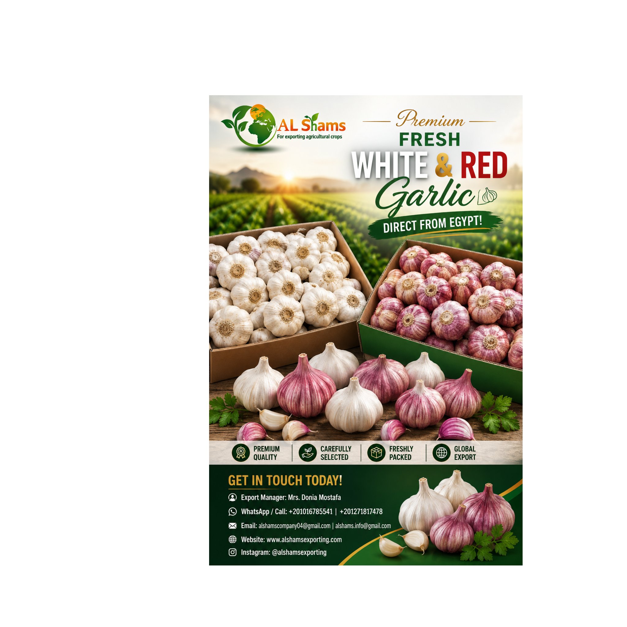 fresh garlic 1