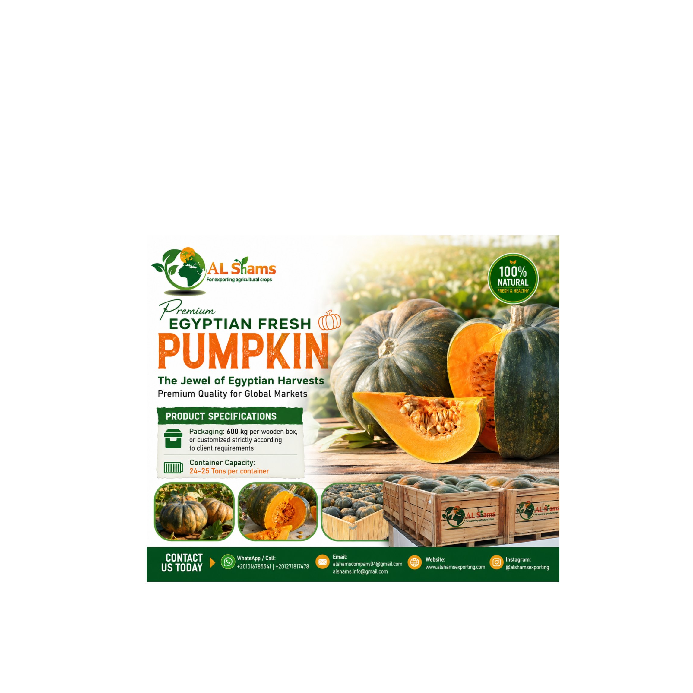 Premium Pumpkins Ready for Export!  1