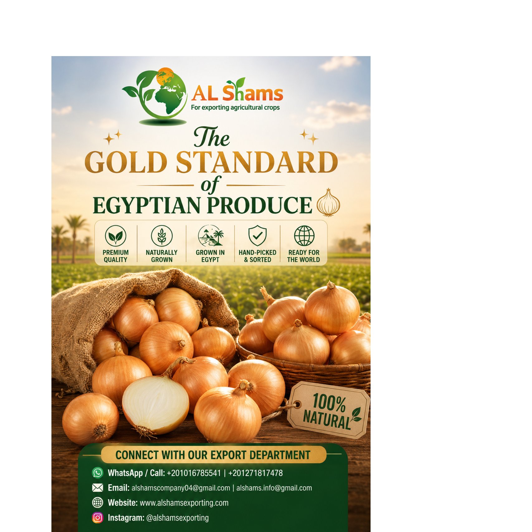  Premium Egyptian Golden  Onions 1
