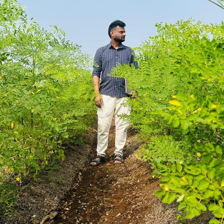 Organic Moringa Powder 3