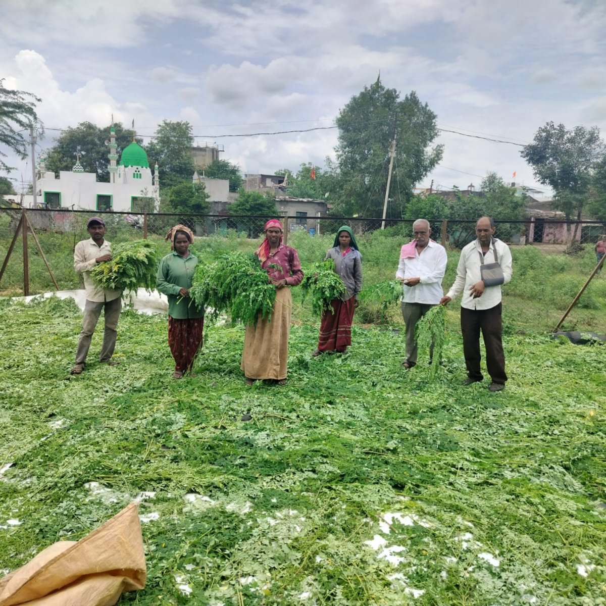 Organic Moringa Powder 4