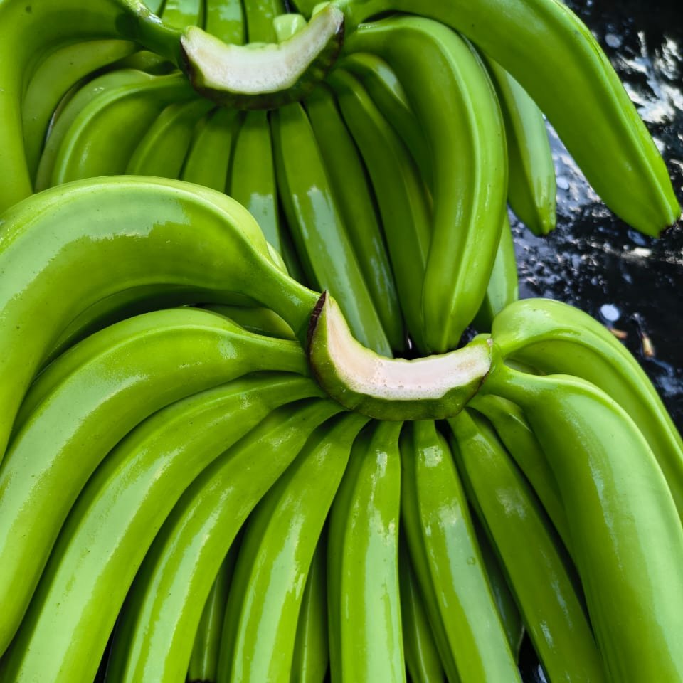G9 Cavendish Banana 1