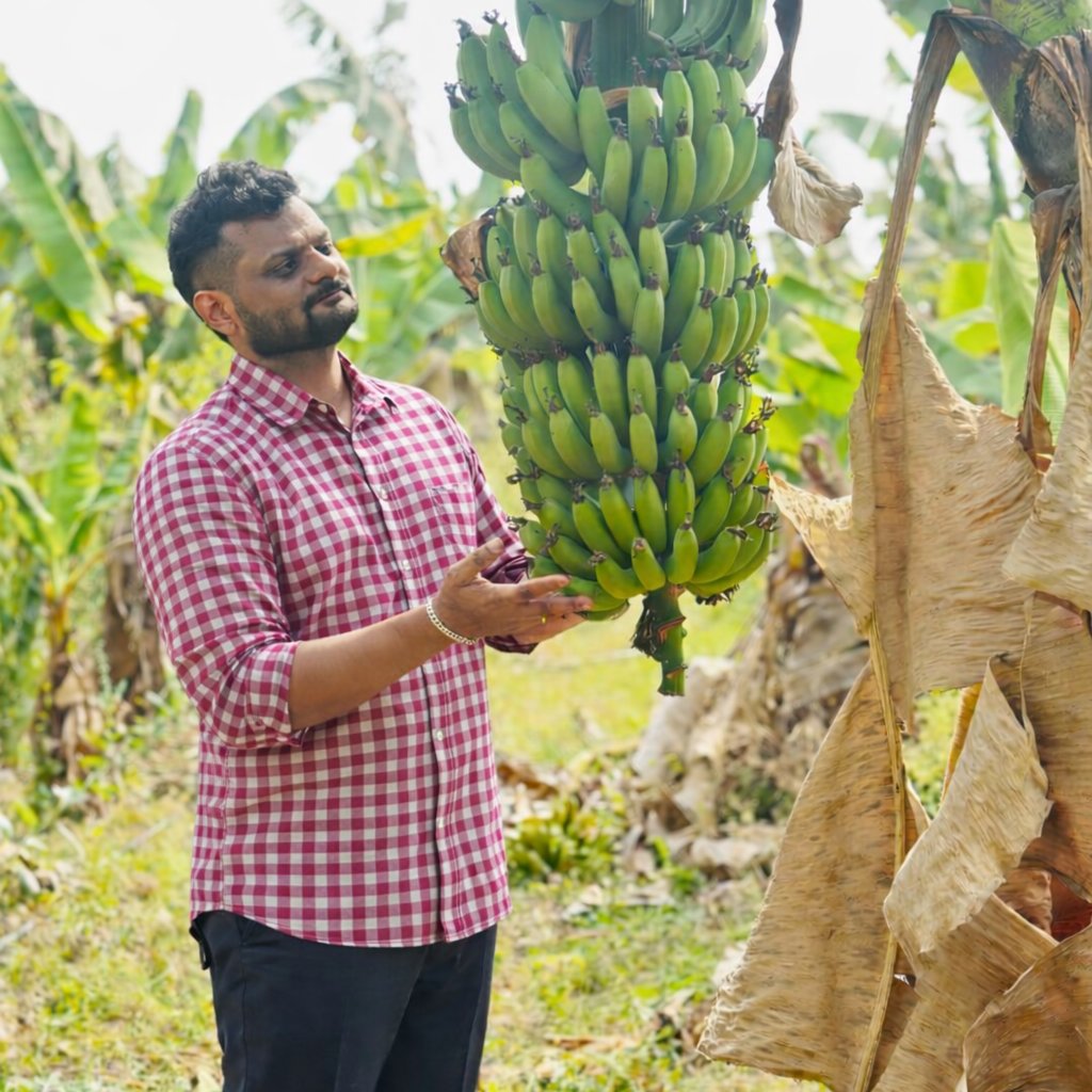 G9 Cavendish Banana 2