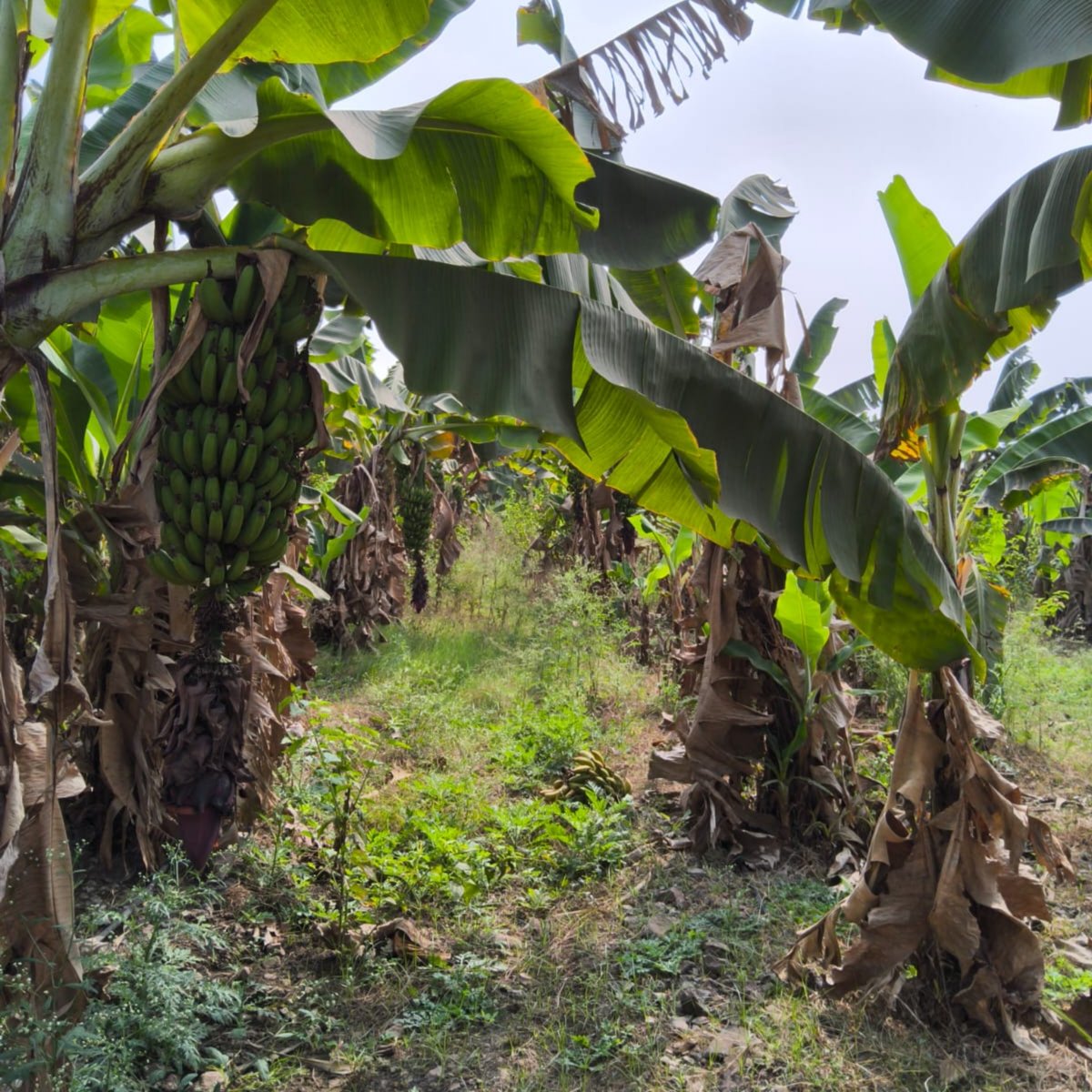 G9 Cavendish Banana 3