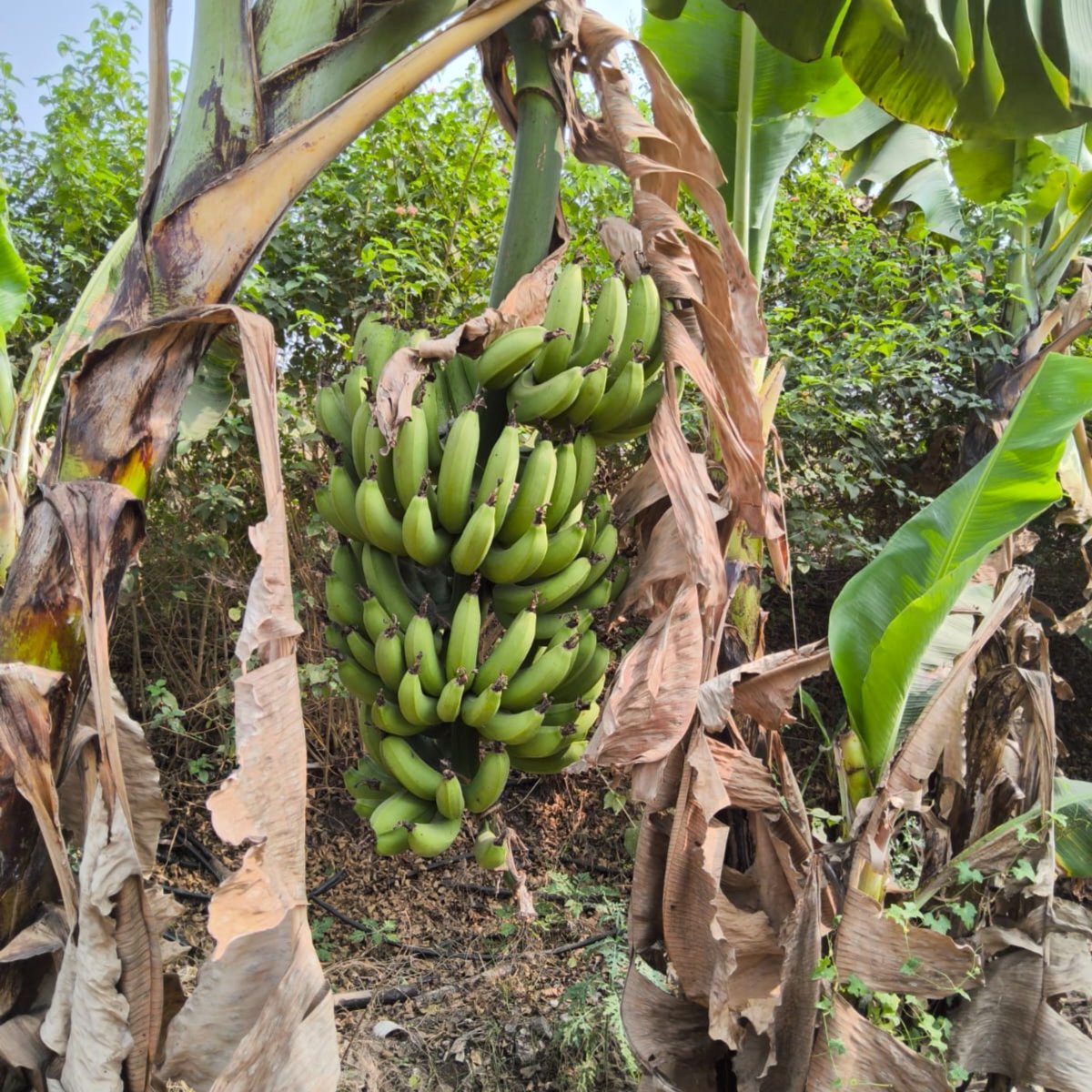 G9 Cavendish Banana 4