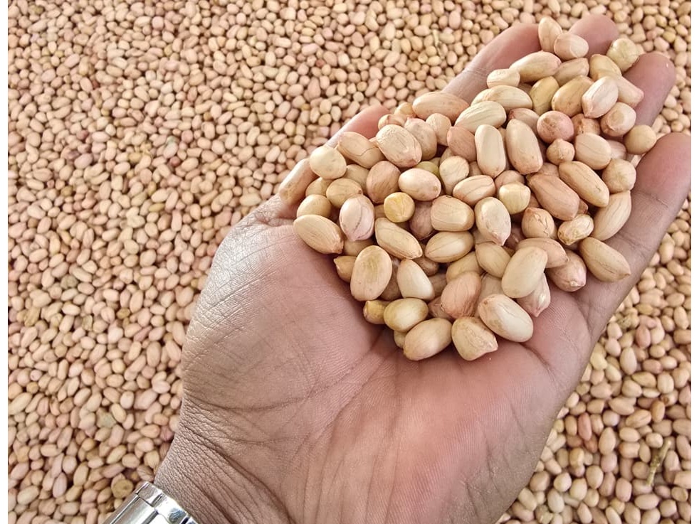 Groundnut for Wholesale Distribution