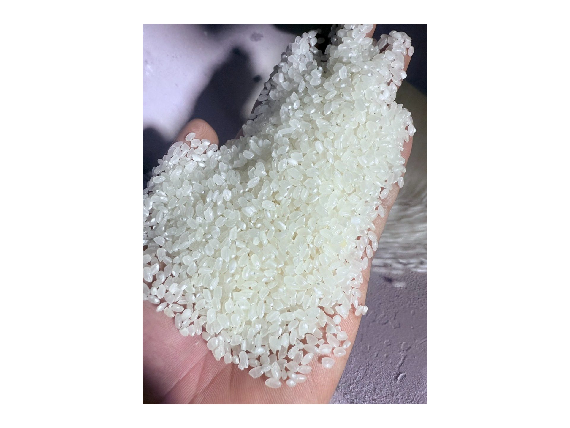 JAPONICA RICE 2