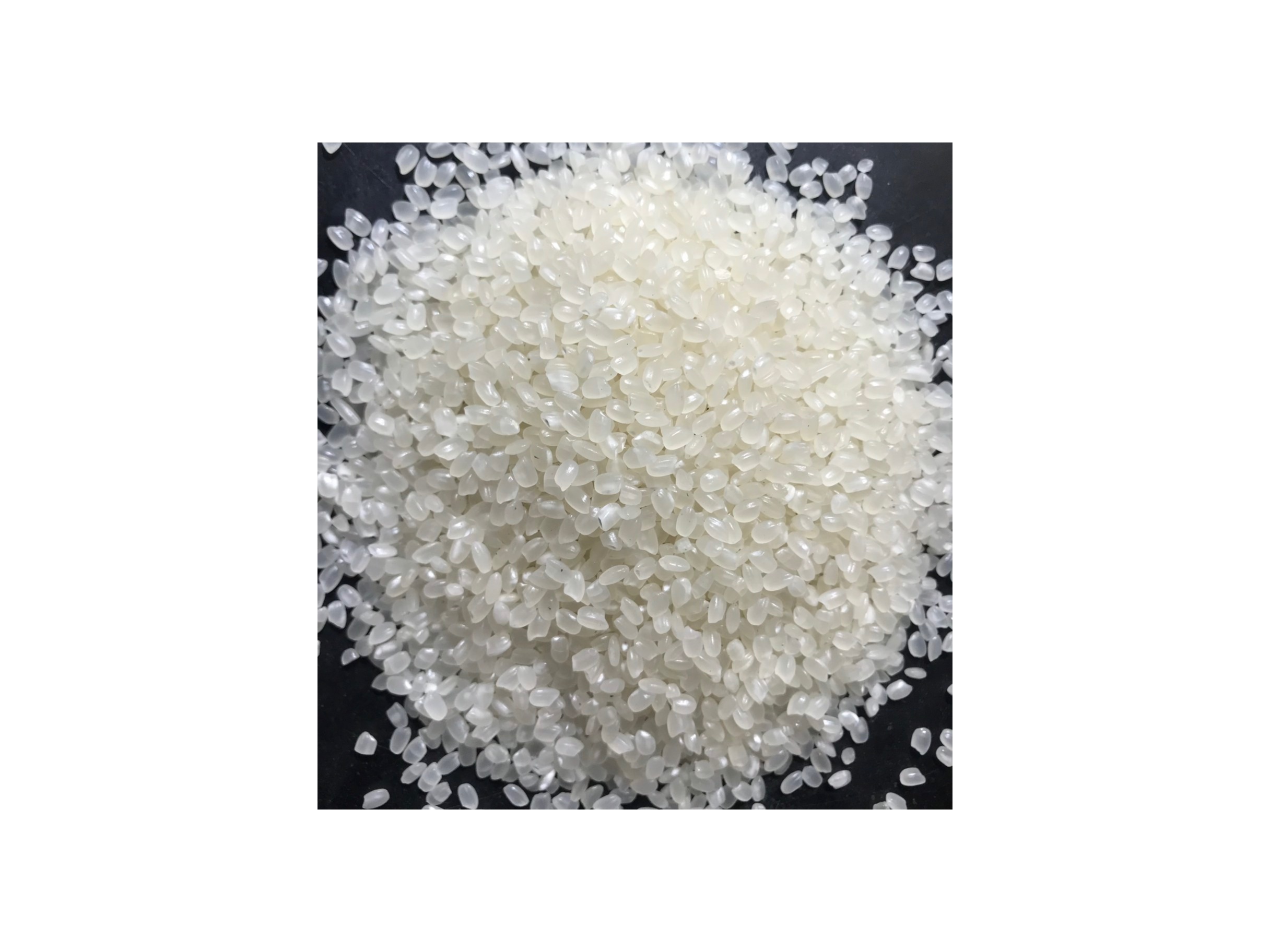 JAPONICA RICE 3