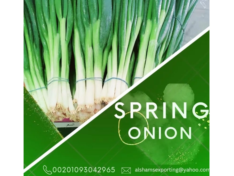 SPRING ONION 1