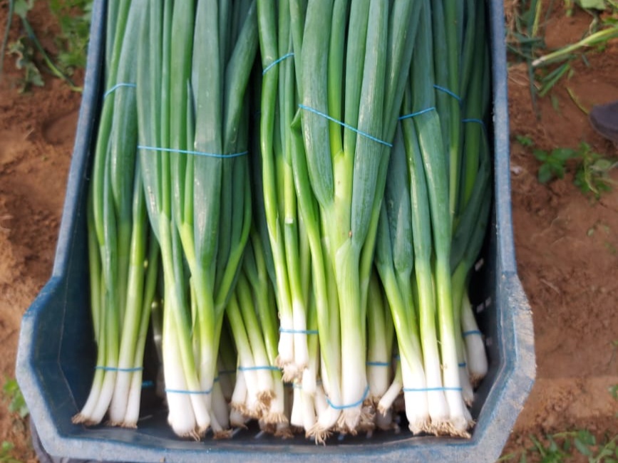 SPRING ONION 3