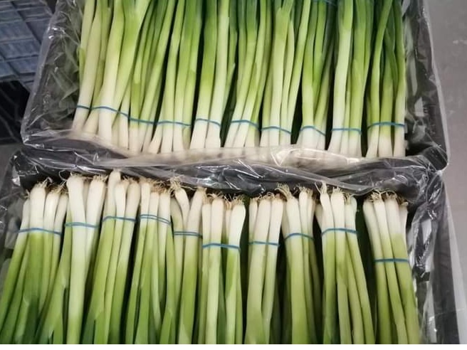 SPRING ONION 4