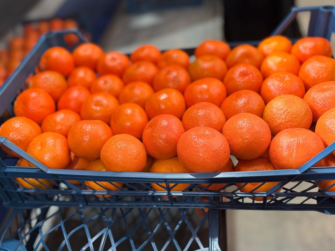 EGYPTIAN MANDARINS 2