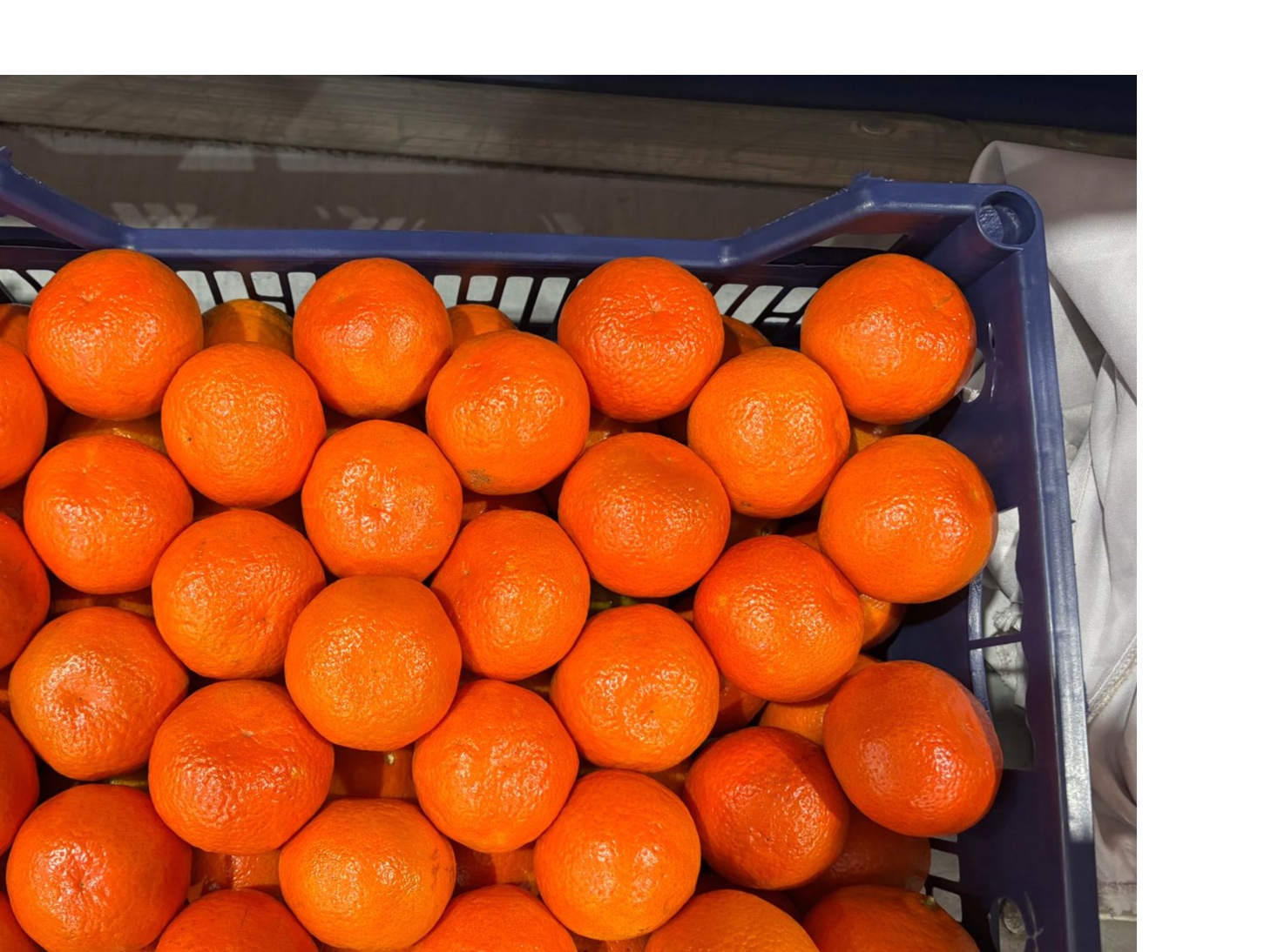 EGYPTIAN MANDARINS 3