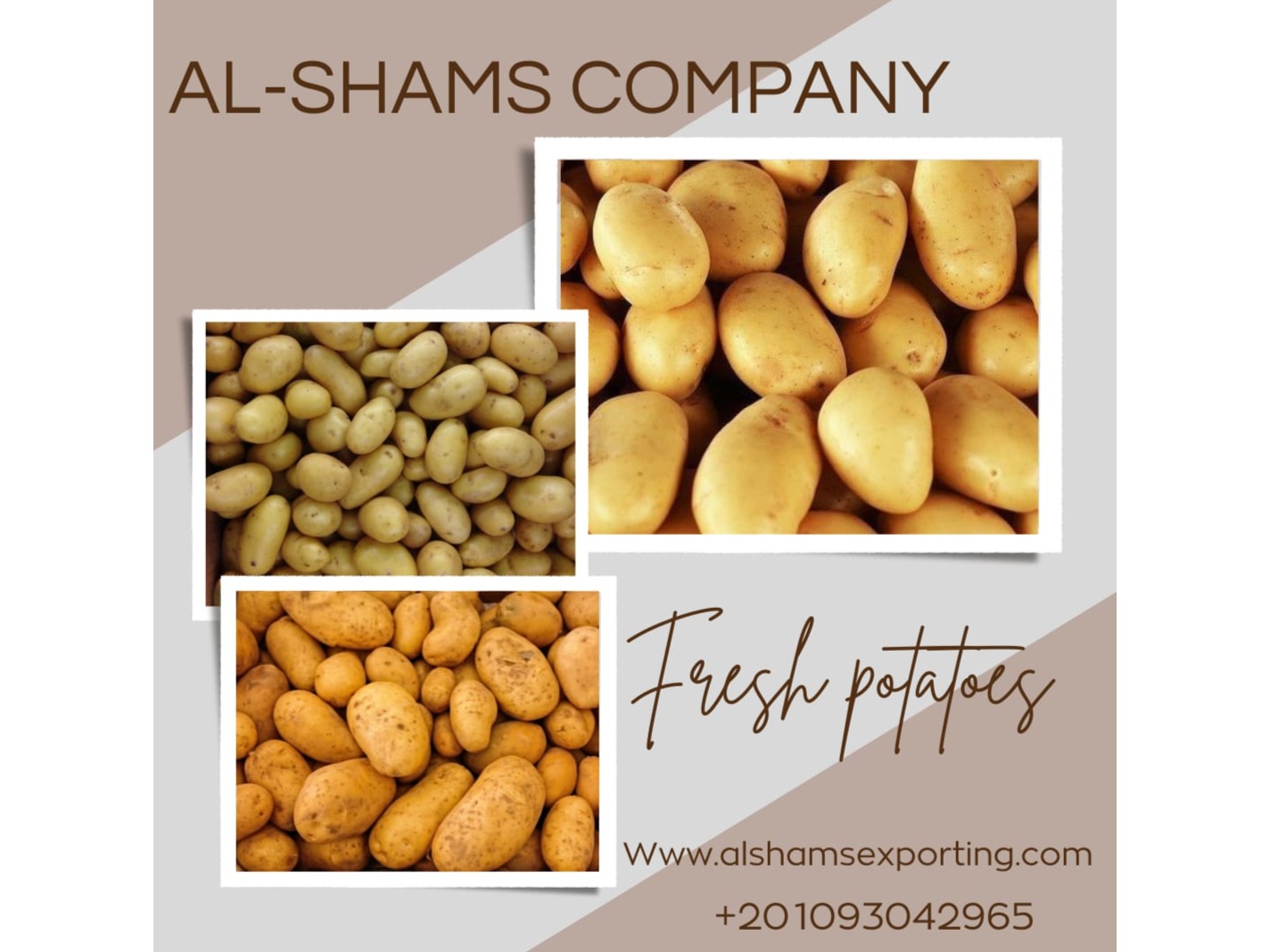 PREMIUM EGYPTIAN POTATO 1