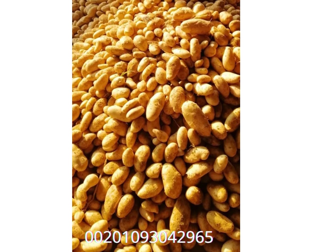 PREMIUM EGYPTIAN POTATO 2