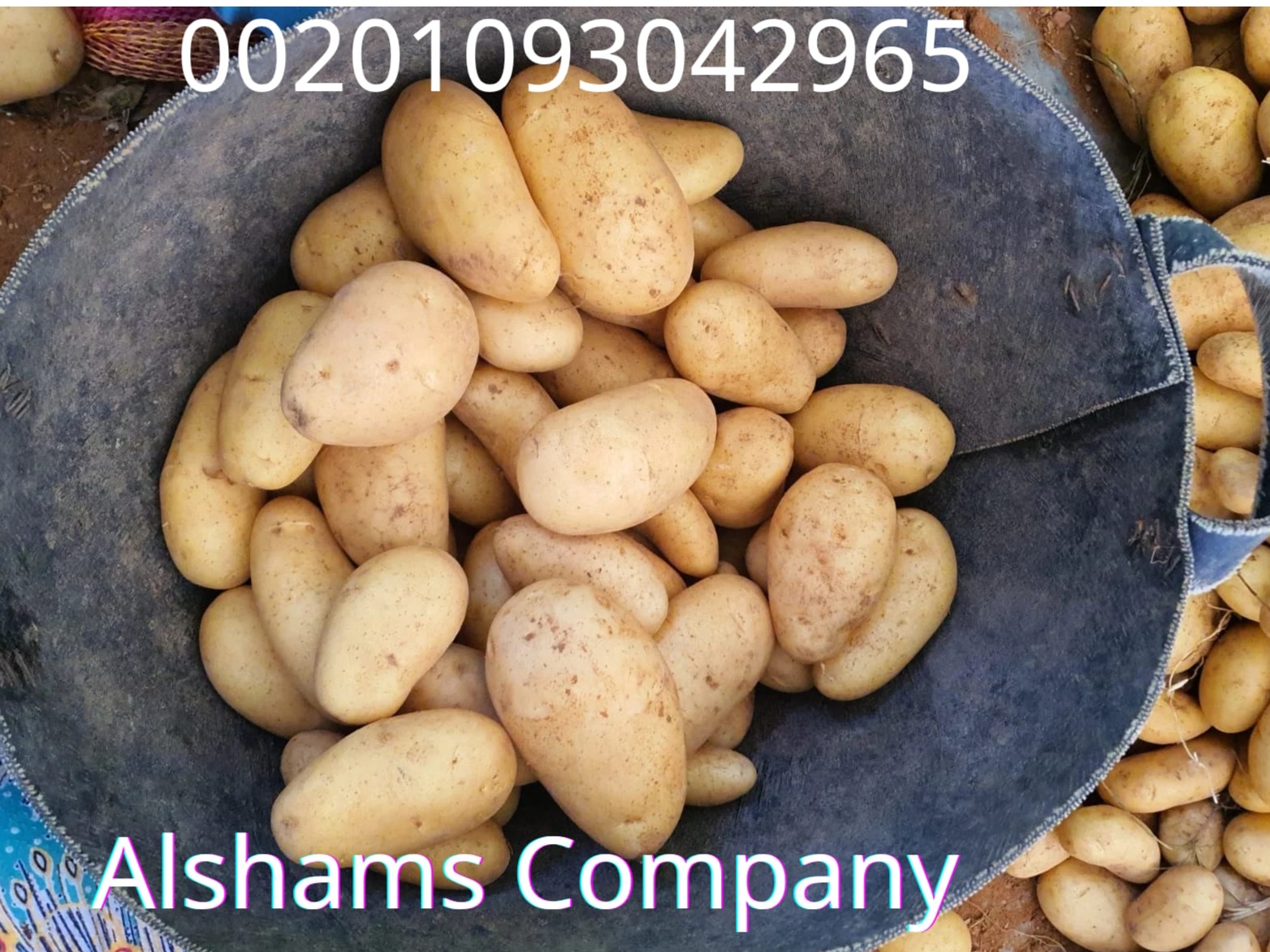 PREMIUM EGYPTIAN POTATO 3
