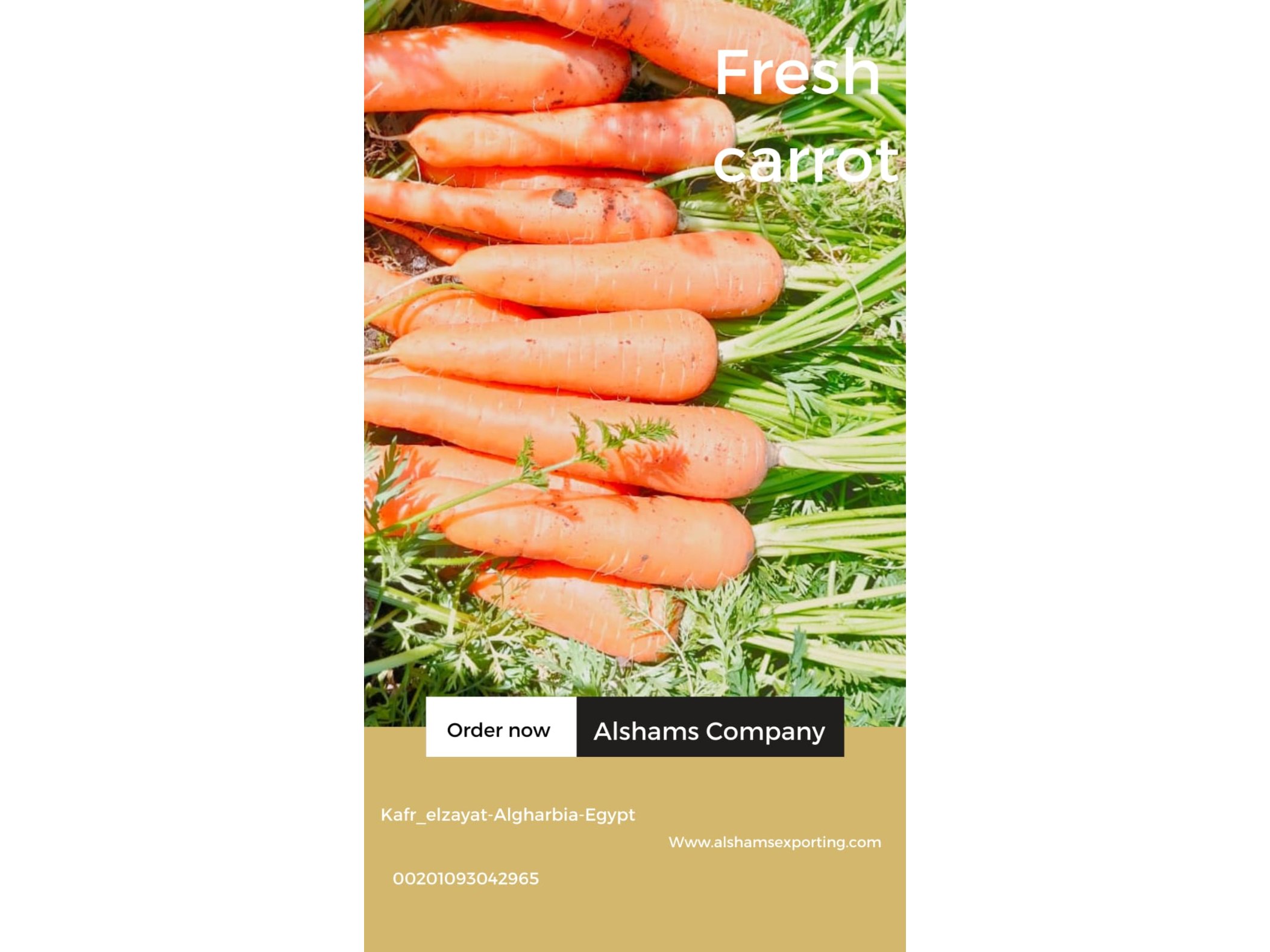 FRESH CARROT 2