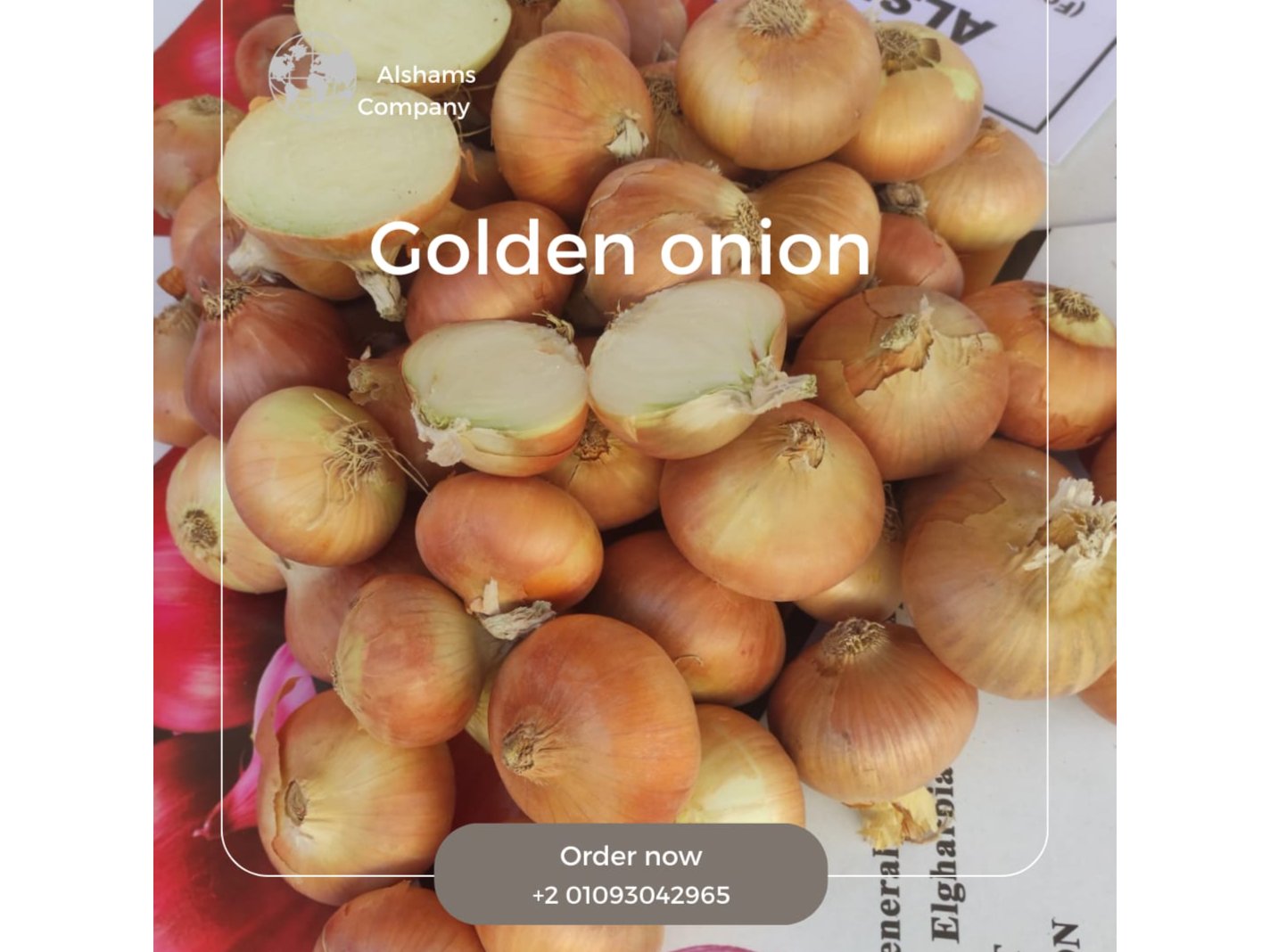 GLODEN ONION 1