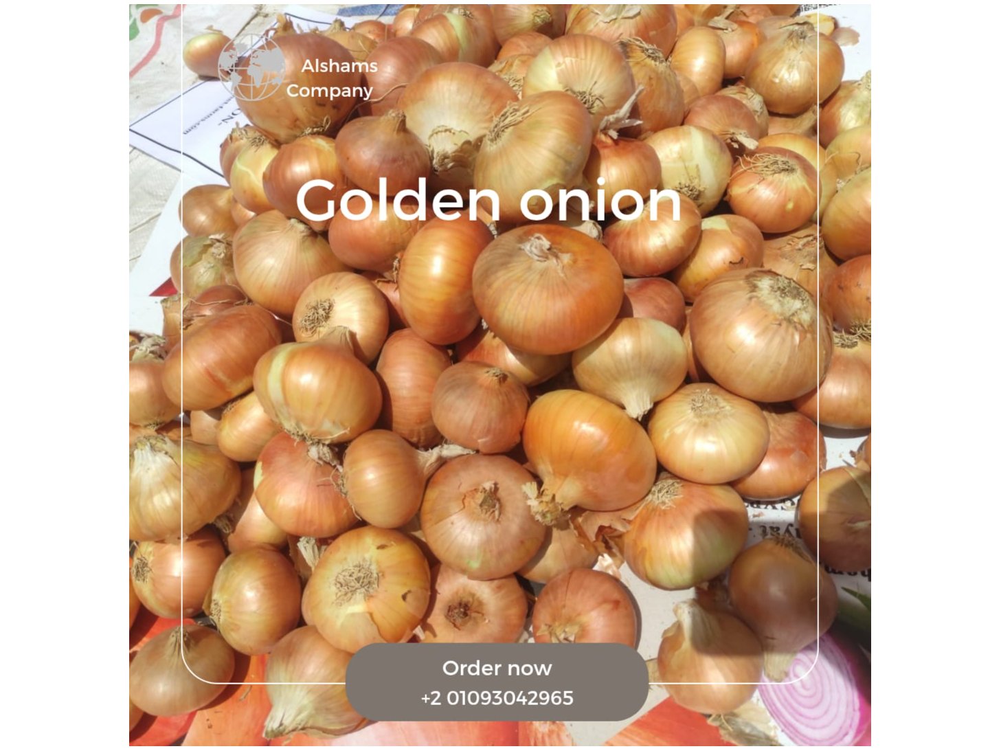 GLODEN ONION 2