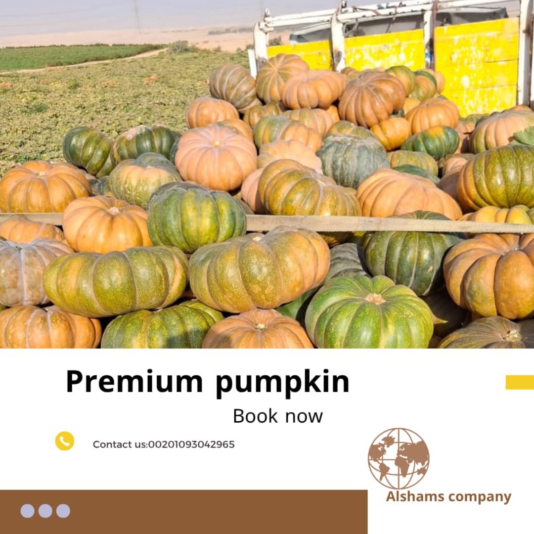 PREMUIM PUMPKIN  3
