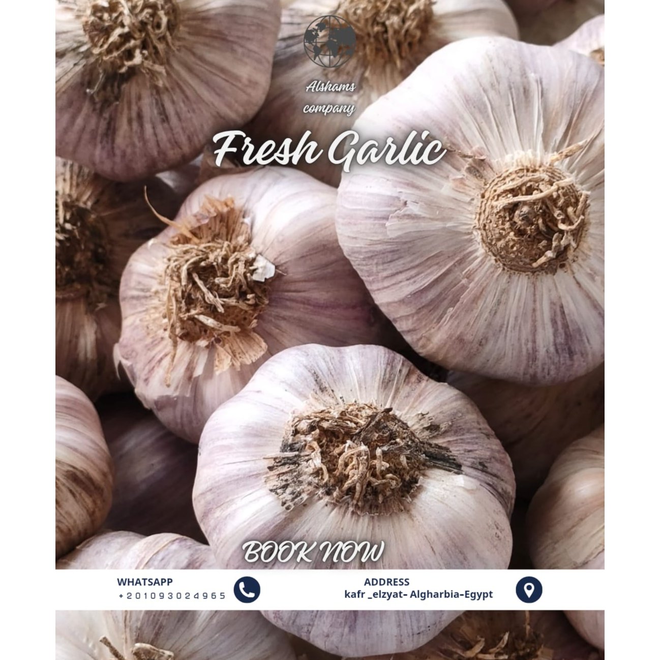 FRESH GARLIC