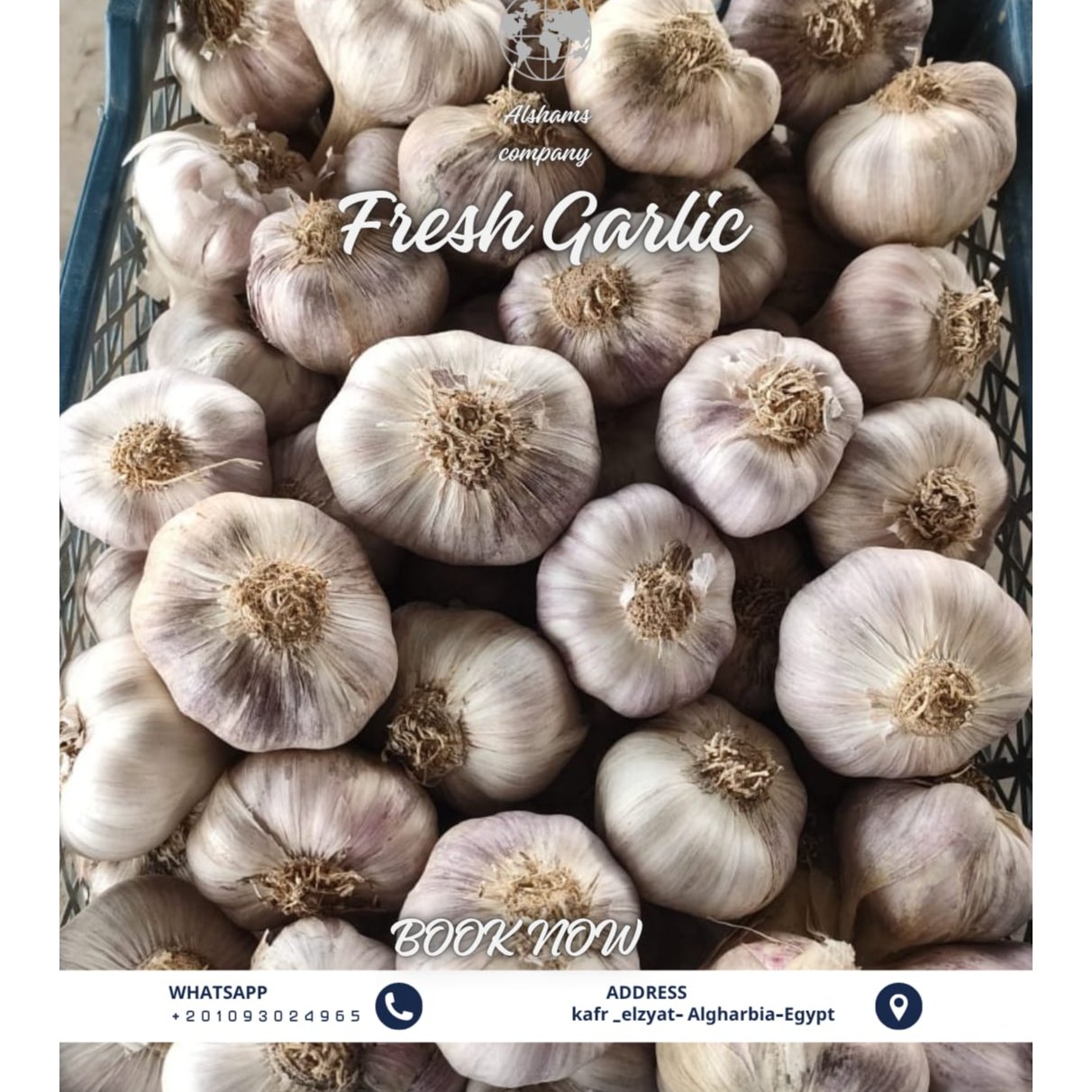 FRESH GARLIC 2