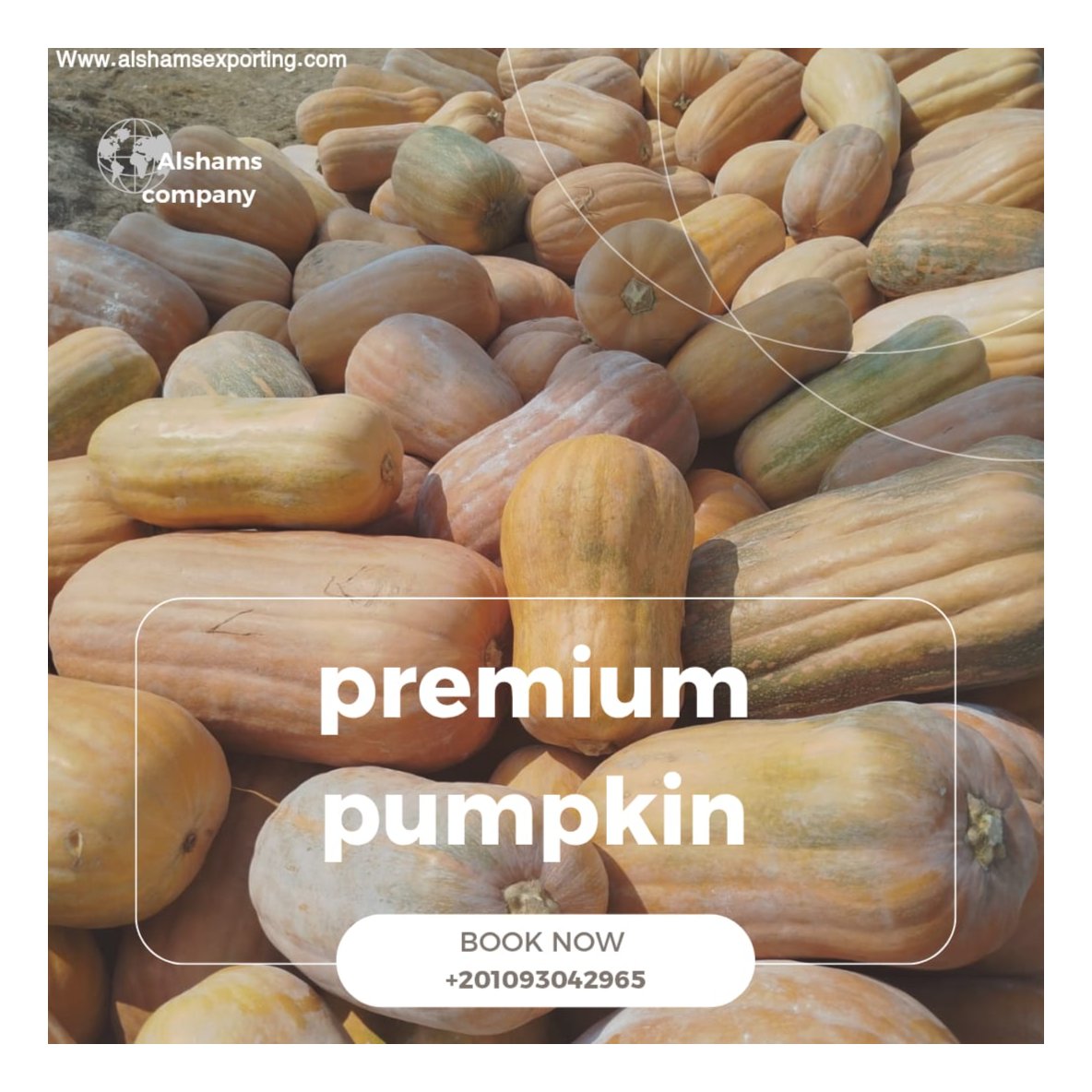 premium pumpkin 1