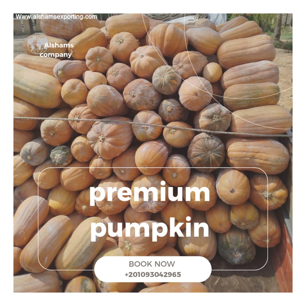 premium pumpkin 2