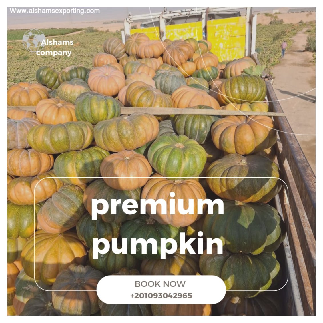 premium pumpkin 3