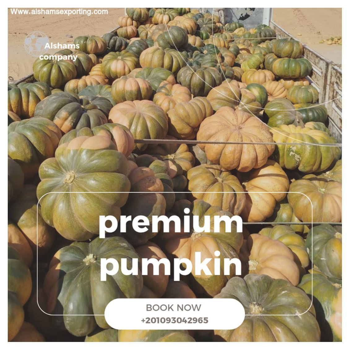premium pumpkin 4