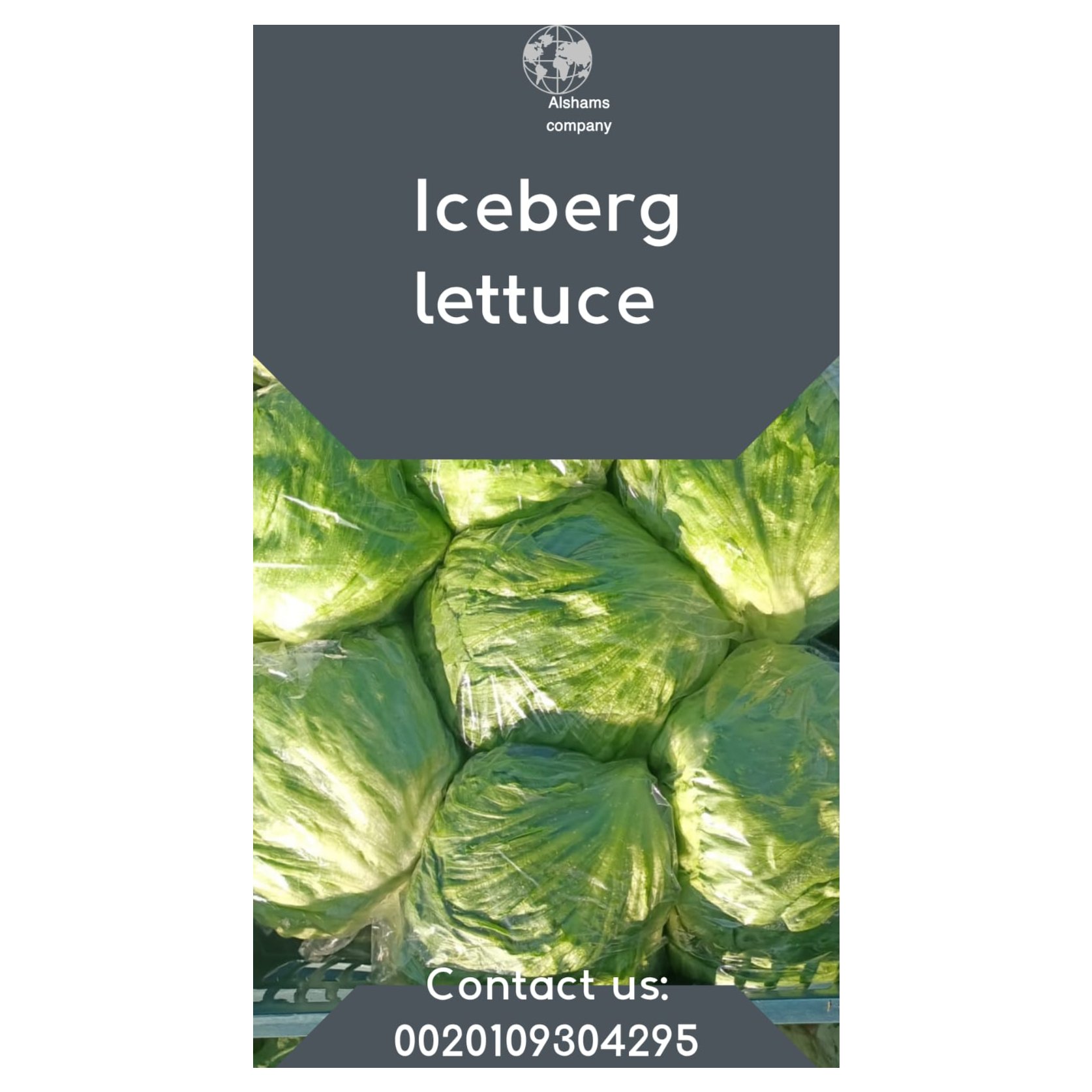 ICEBERG LETTUCE 2